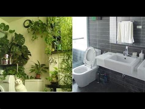 廁所 植物 推薦